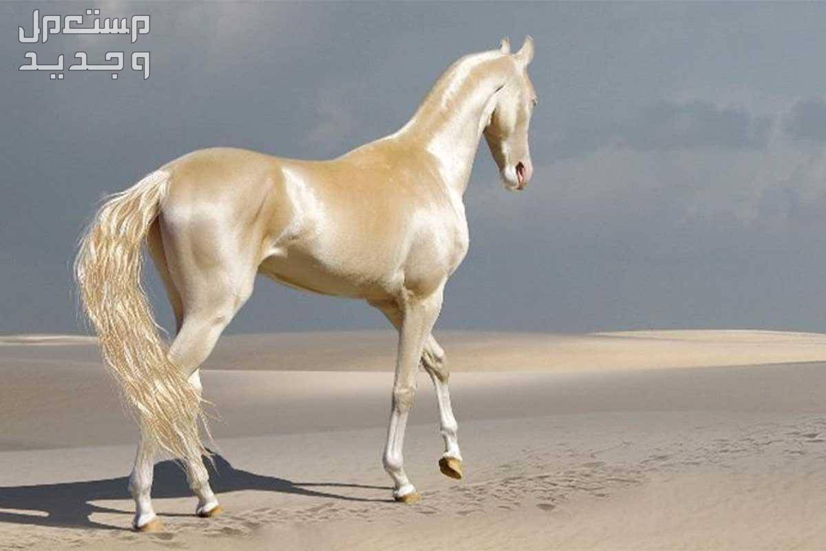 تعرف على سلالات الخيل الرائعة ومميزاتها الفريدة خيل تركماني