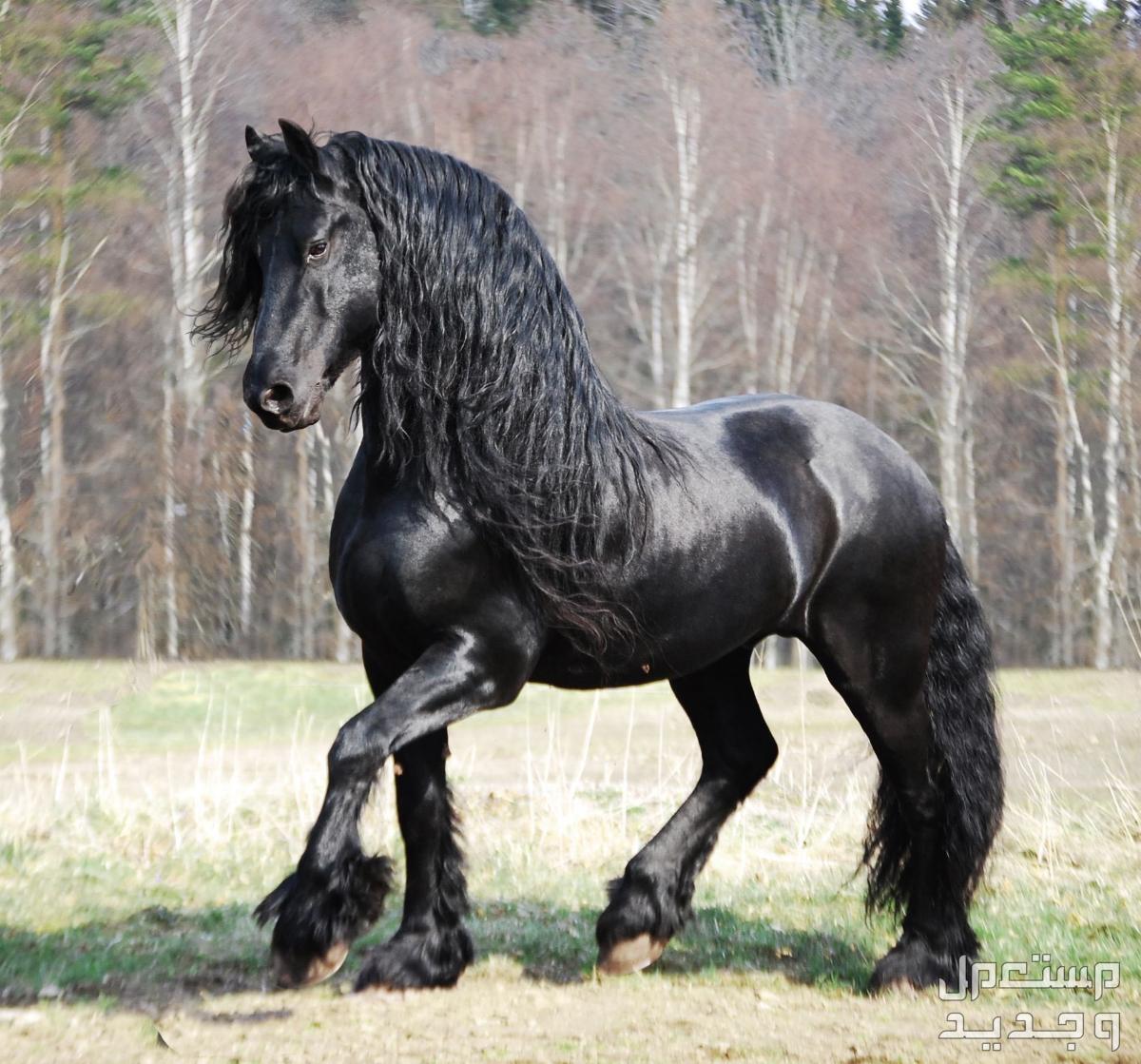 تعرف على سلالات الخيل الرائعة ومميزاتها الفريدة خيل الفريزيان