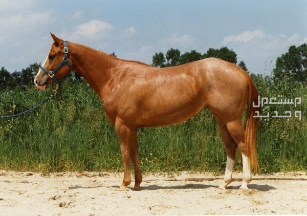 تعرف على سلالات الخيل الرائعة ومميزاتها الفريدة خيل كوارتر الأمريكي