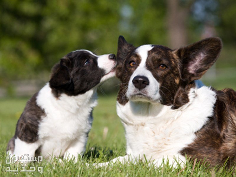 تفاصيل شاملة لـ فوائد تربية الكلاب وكيفية الاعتناء بها في اليَمَن تربية الكلاب