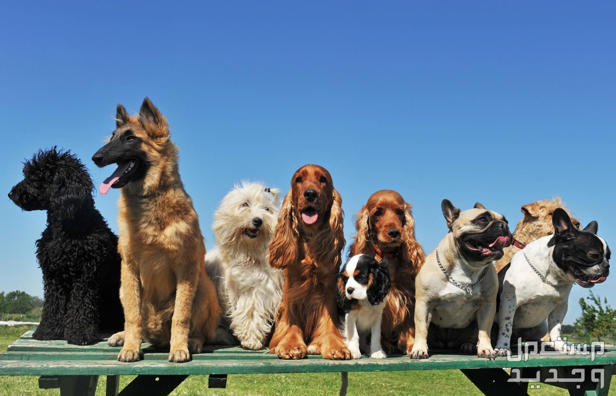 تفاصيل شاملة لـ فوائد تربية الكلاب وكيفية الاعتناء بها في اليَمَن أنواع مختلفة من الكلاب