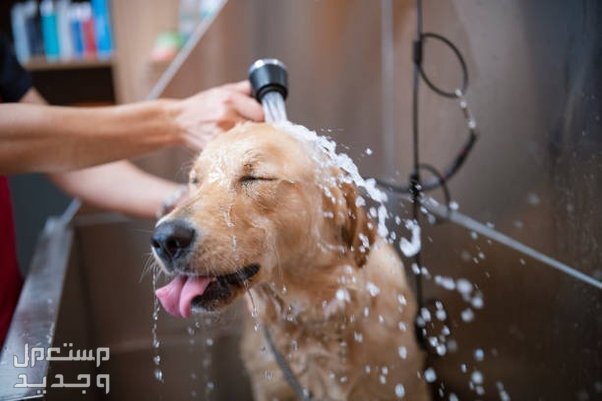 تفاصيل شاملة لـ فوائد تربية الكلاب وكيفية الاعتناء بها في اليَمَن تنظيف الكلب