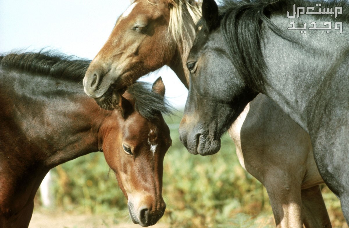 تعرف على كل شيء حول تهجين الخيول أنواع خيول مختلفة