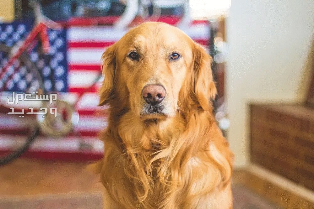 تعرف على أبرز مميزات وعيوب كلب الجولدن كلب جولدن أمريكي