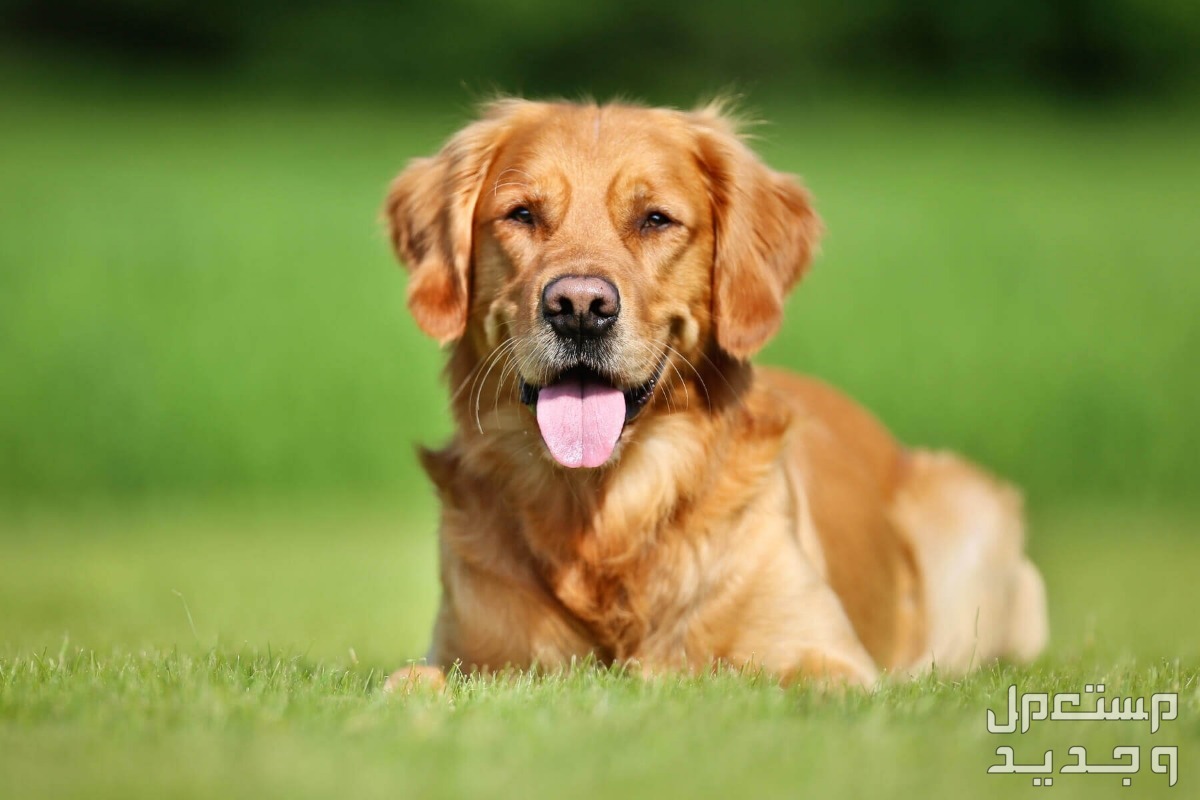 تعرف على أبرز مميزات وعيوب كلب الجولدن كلب جولدن رائع