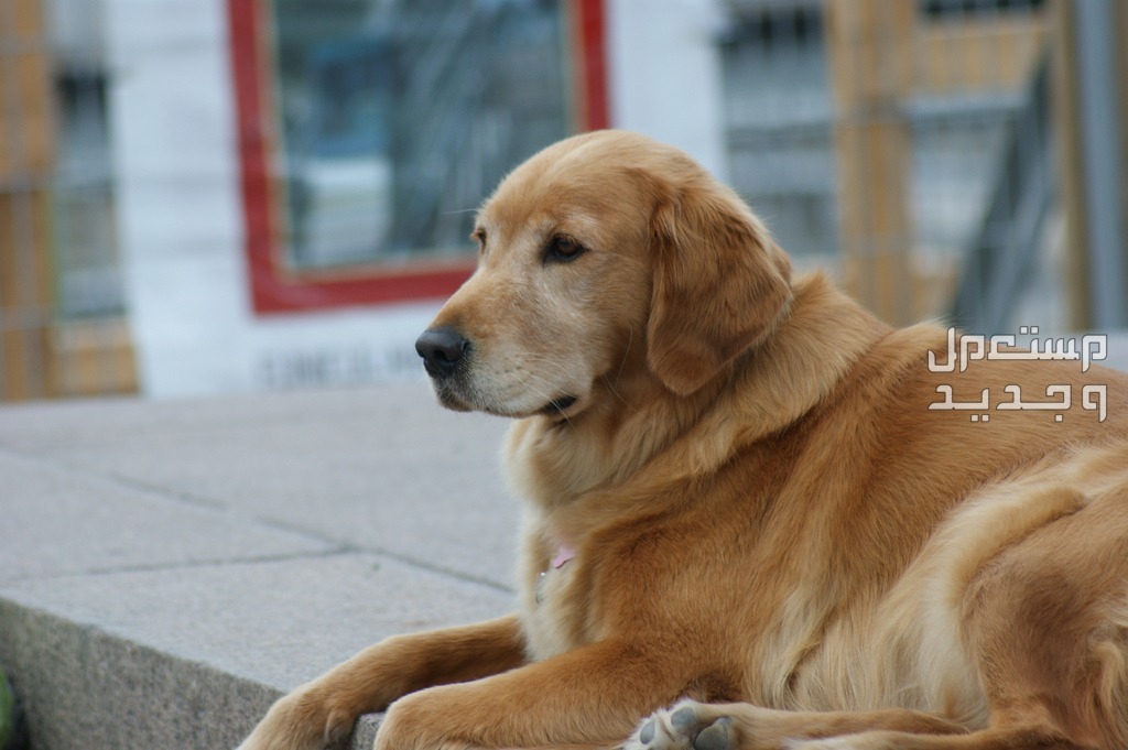 تعرف على أبرز مميزات وعيوب كلب الجولدن كلب جولدن كندي