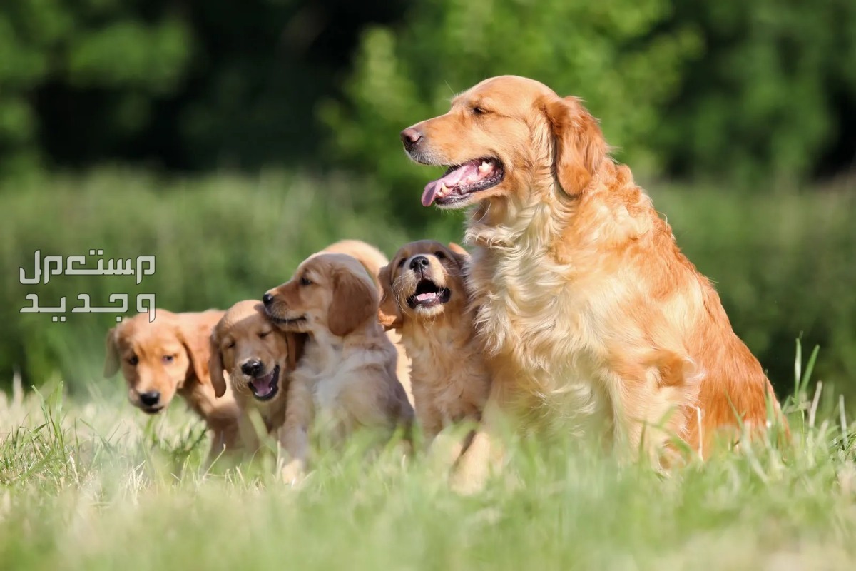 تعرف على أبرز مميزات وعيوب كلب الجولدن عائلة من الكلاب الجولدن