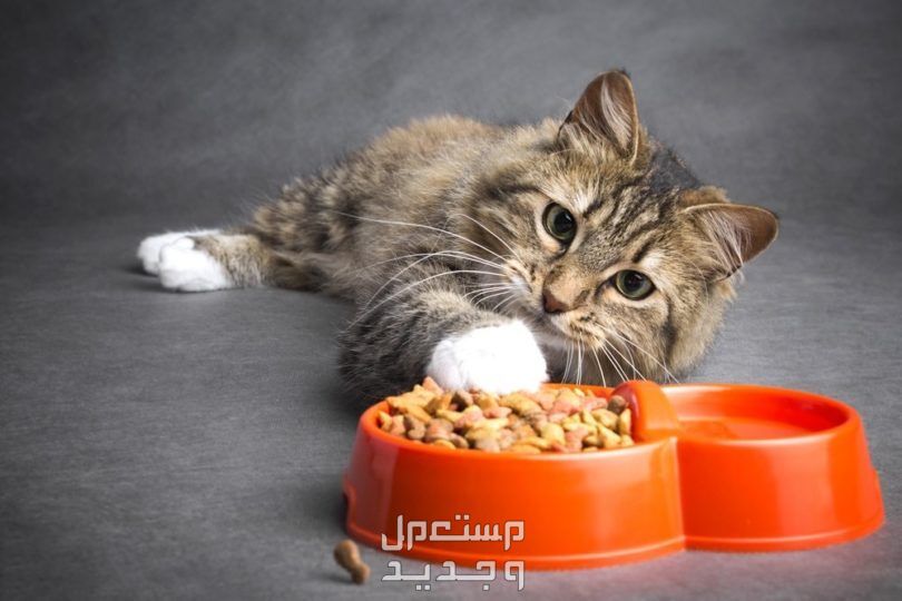 تعرف على افضل طعام للقطط الصغيرة في الأردن قطة تتفقد الطعام الجاف