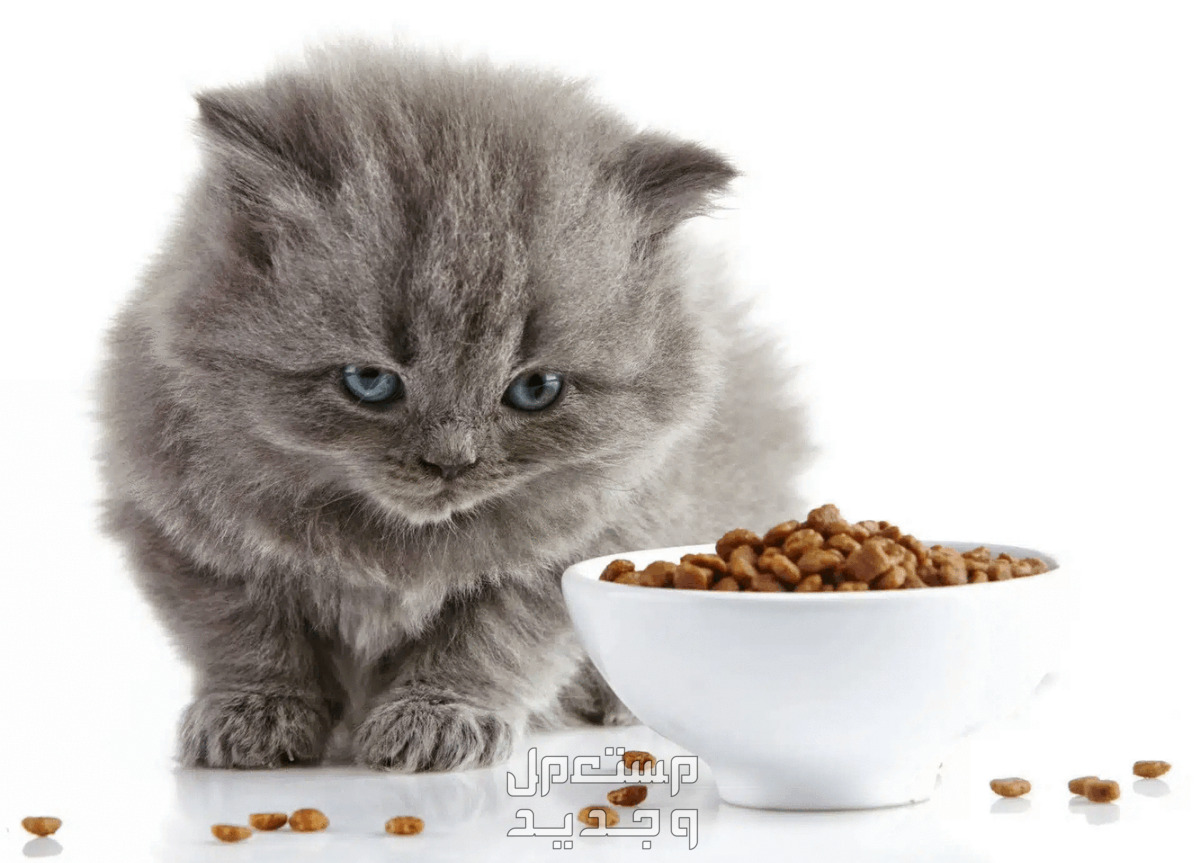 تعرف على افضل طعام للقطط الصغيرة في الأردن قطة تستعد للطعام