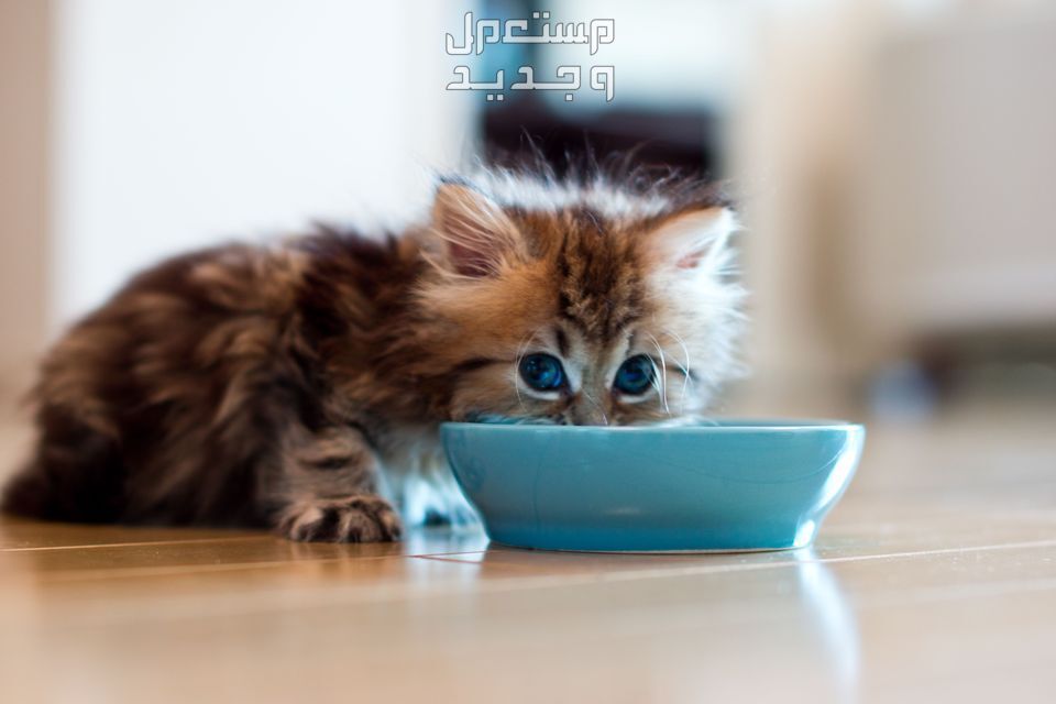تعرف على افضل طعام للقطط الصغيرة في الأردن قطة تأكل وجبتها المفضلة