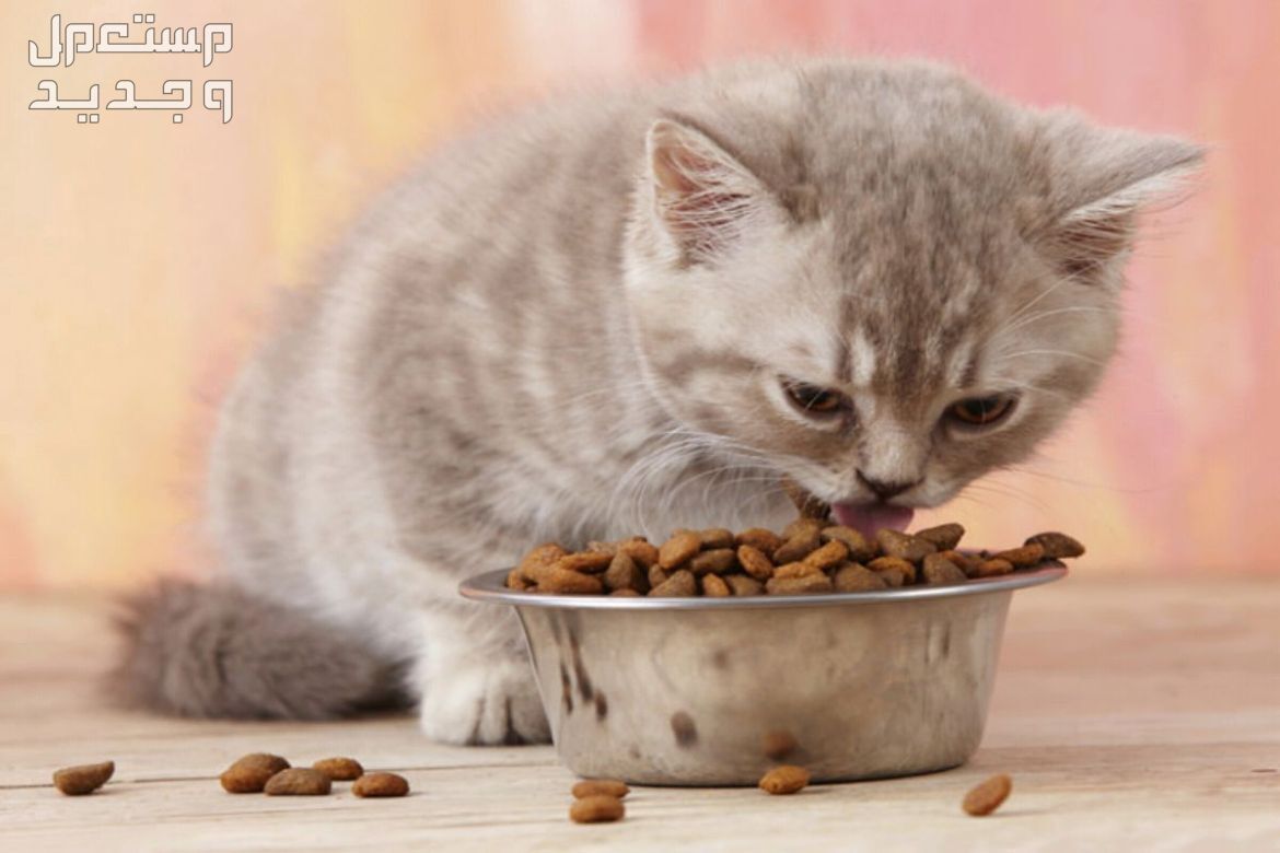 تعرف على افضل طعام للقطط الصغيرة الطعام الصلب للقطط