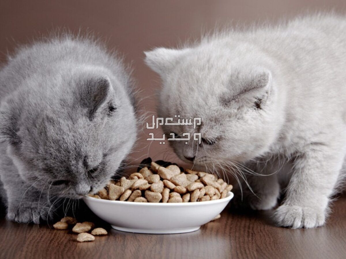 تعرف على افضل طعام للقطط الصغيرة في الأردن دراي فود للقطط