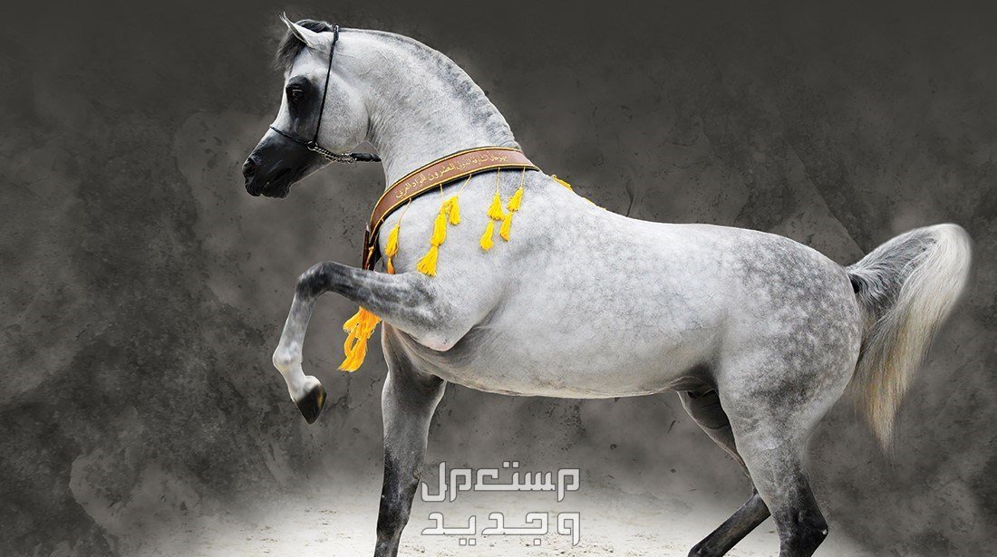 تعرف على أسرار الخيل وأبرز الحقائق المثيرة عنهم الخيل العربي الأصيل