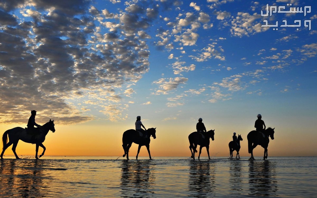 تعرف على أسرار الخيل وأبرز الحقائق المثيرة عنهم خيول رحالة
