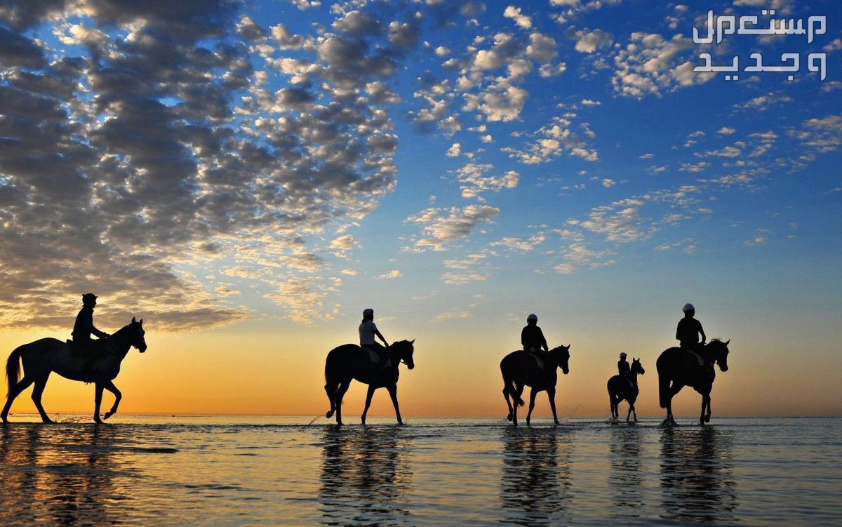 تعرف على أسرار الخيل وأبرز الحقائق المثيرة عنهم في المغرب خيول رحالة