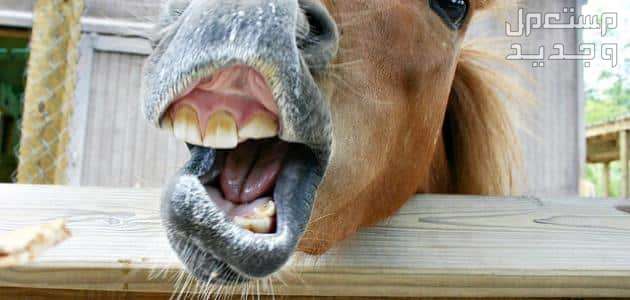 تعرف على أسرار الخيل وأبرز الحقائق المثيرة عنهم في السعودية أسنان الخيول