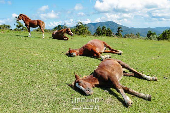تعرف على أسرار الخيل وأبرز الحقائق المثيرة عنهم في الأردن نوم الخيول