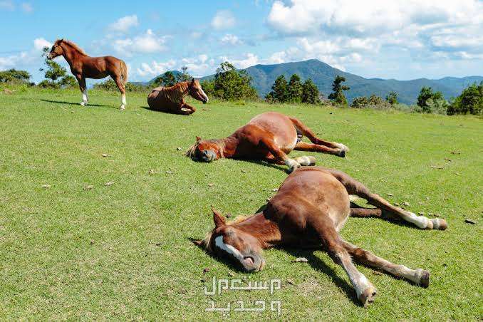 تعرف على أسرار الخيل وأبرز الحقائق المثيرة عنهم نوم الخيول
