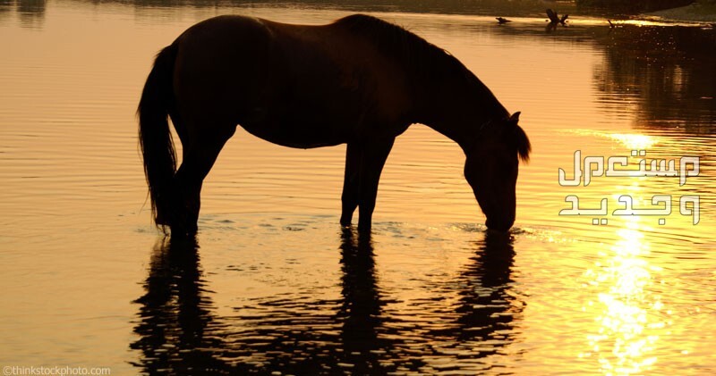 تعرف على أسرار الخيل وأبرز الحقائق المثيرة عنهم خيل يشرب من الماء