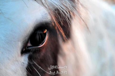 تعرف على أسرار الخيل وأبرز الحقائق المثيرة عنهم عين الخيل