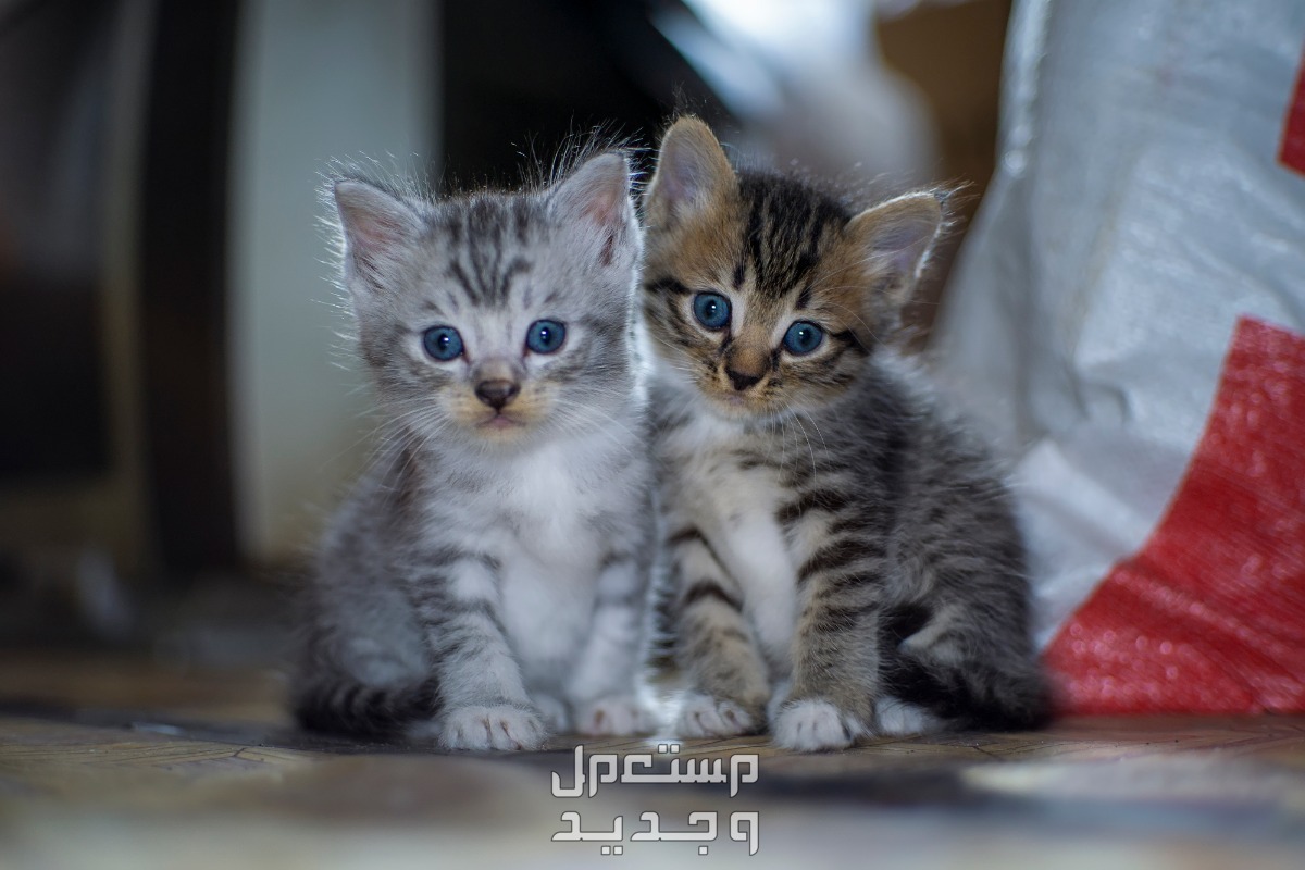 تعلم كيفية التعامل مع القطط الصغيرة في البحرين قطتين صغيرتين