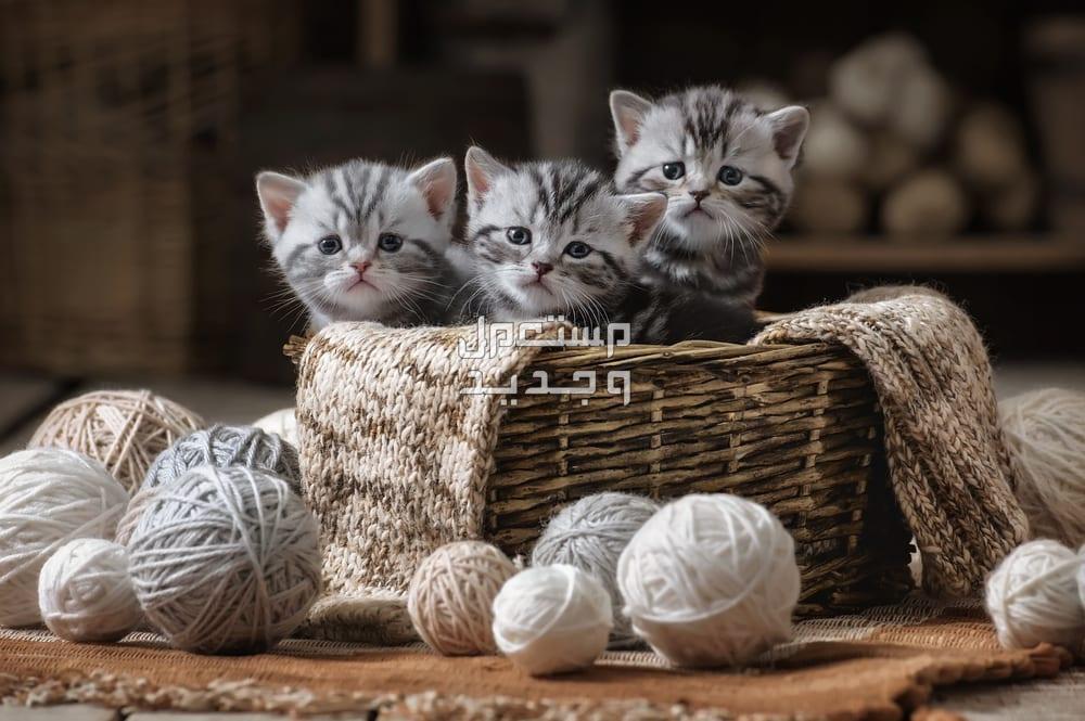 تعلم كيفية التعامل مع القطط الصغيرة في الكويت قطط صغيرة داخل سلة