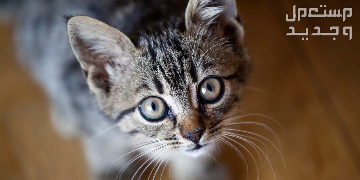 تعلم كيفية التعامل مع القطط الصغيرة في جيبوتي قطة صغيرة بعمر شهرين