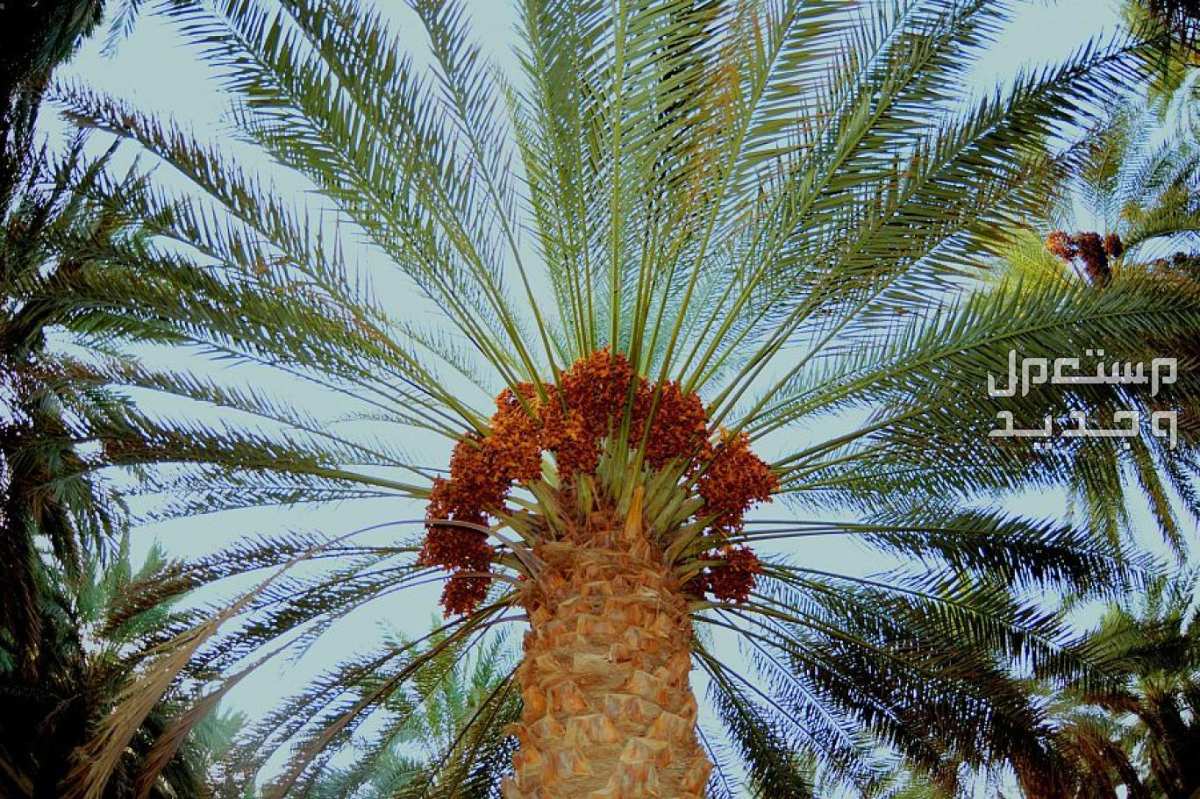 زراعة النخيل بالخطوات واشهر انواعه في السعودية صورة لشجرة نخيل من الاسفل