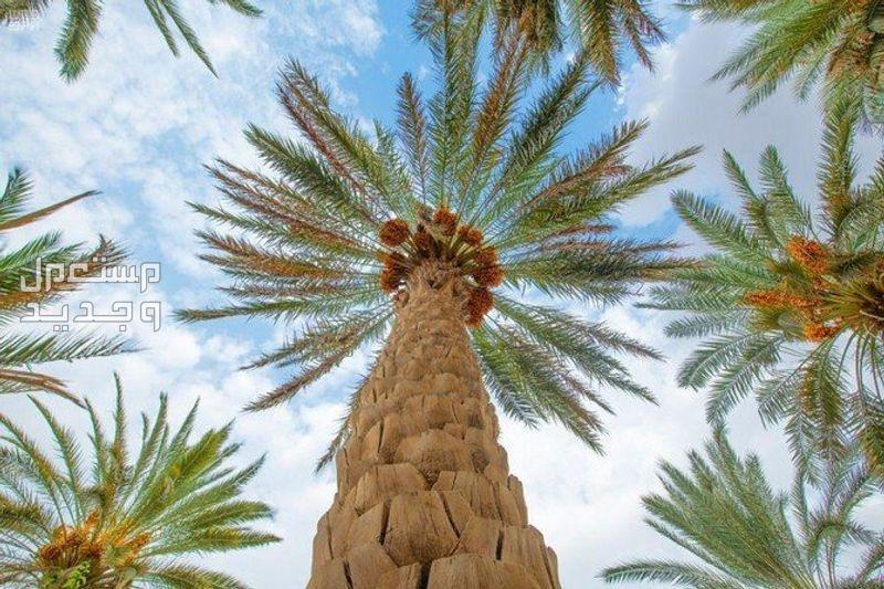 زراعة النخيل بالخطوات واشهر انواعه في السعودية صورة لمجموعة اشجار نخيل من الاسفل