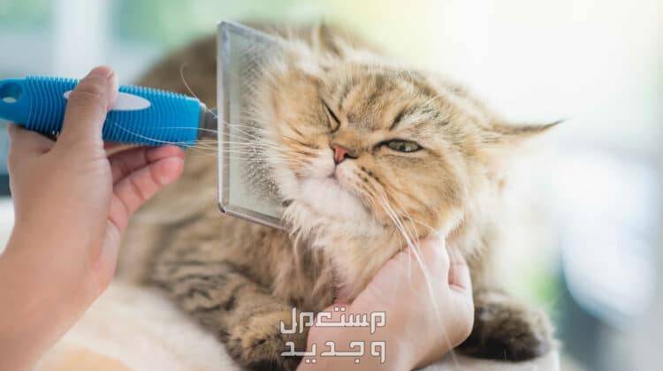 تعلم كيفية العناية بـ فرو القطط تنظيف القطط من البراغيث