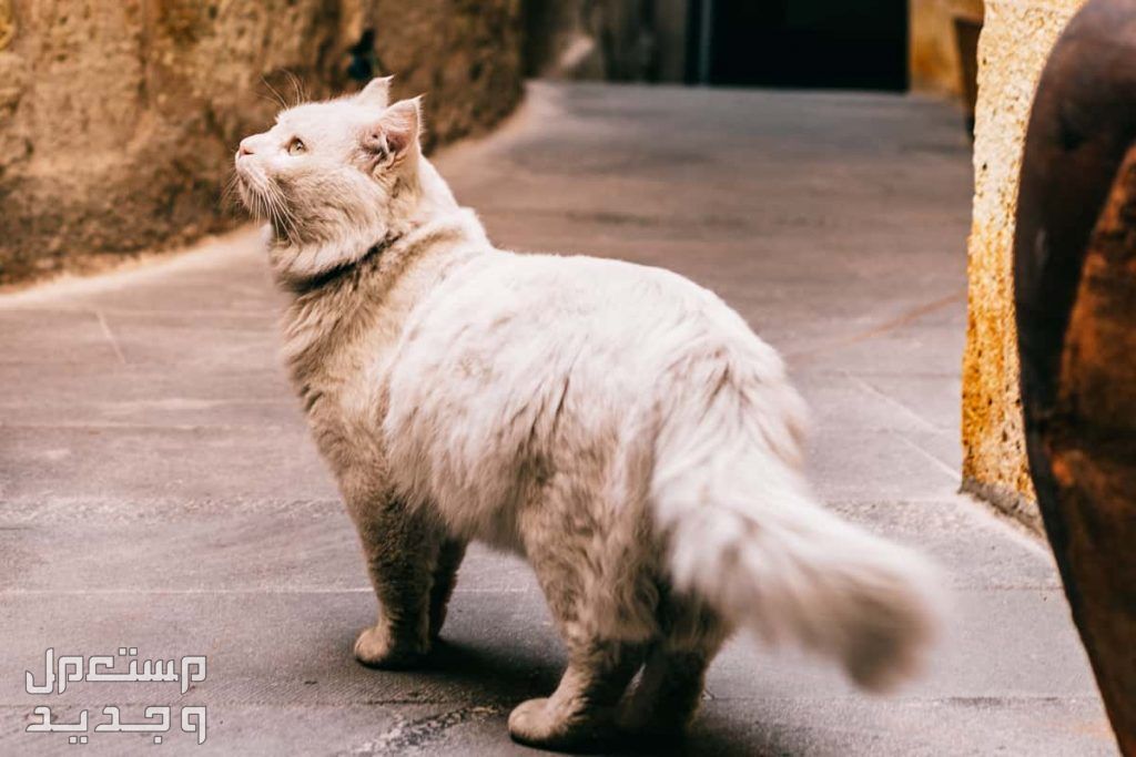 تعلم كيفية العناية بـ فرو القطط في الإمارات العربية المتحدة قطة بفراء نظيف