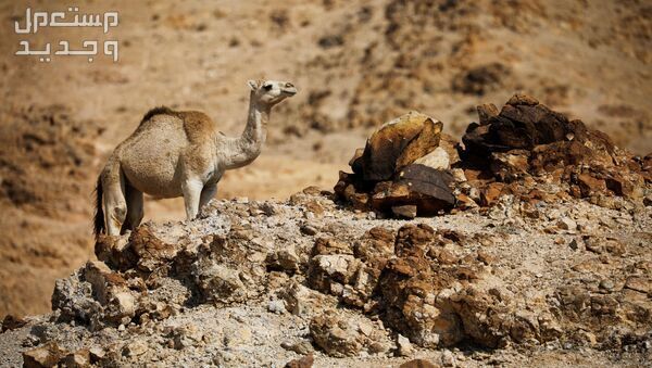 تعرف على اشهر الحقائق المثيرة عن الإبل في عمان جمل في الصحراء