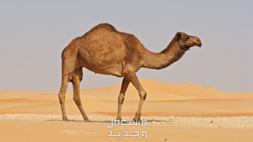 تعرف على اشهر الحقائق المثيرة عن الإبل في الإمارات العربية المتحدة سفينة الصحراء