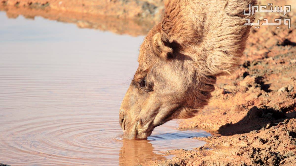 تعرف على اشهر الحقائق المثيرة عن الإبل في الأردن جمل يشرب الماء