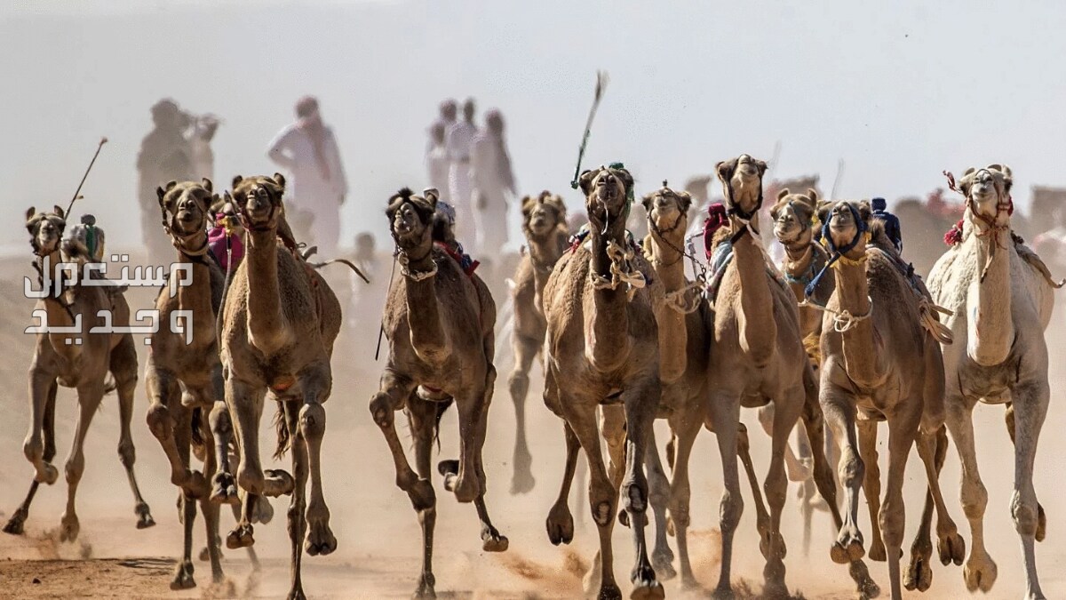 تعرف على اشهر الحقائق المثيرة عن الإبل جمال تعدوا بسرعة