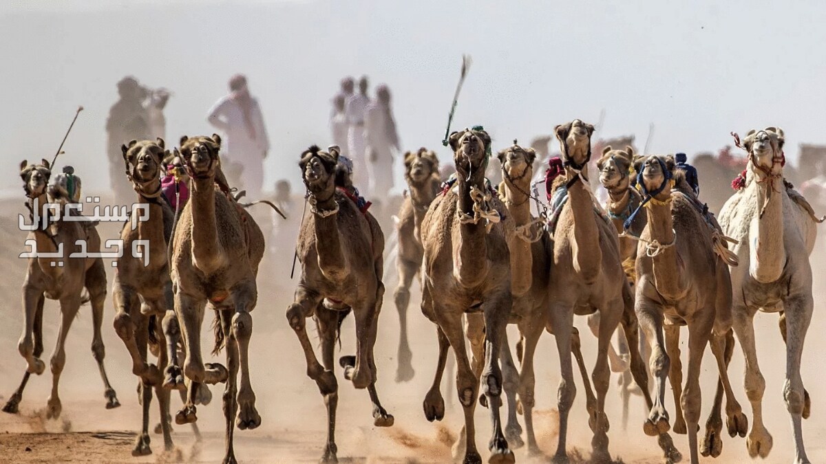 تعرف على اشهر الحقائق المثيرة عن الإبل في موريتانيا جمال تعدوا بسرعة