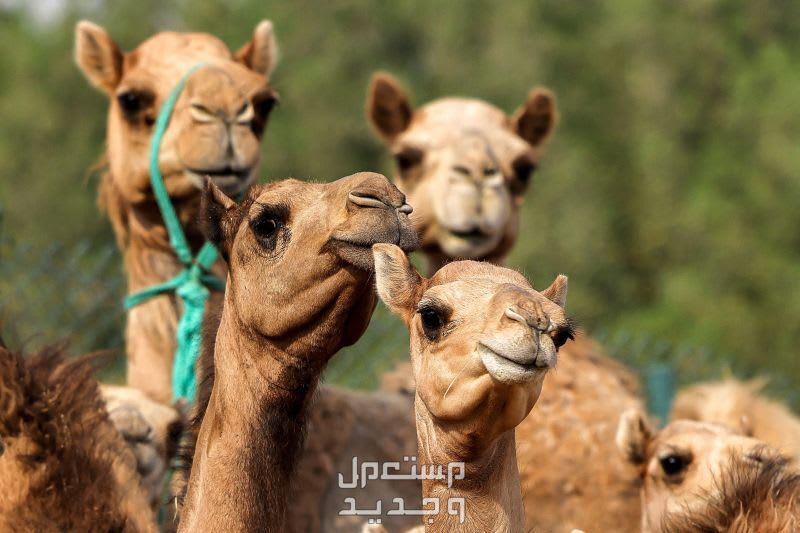 تعرف على اشهر الحقائق المثيرة عن الإبل في عمان وجوه الإبل الرائعة