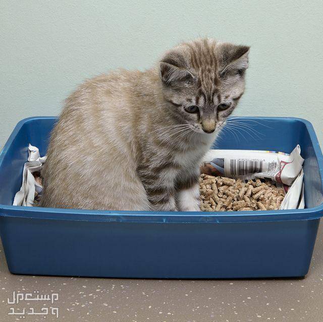 تعرف على افضل نوع تراب للقطط في الجزائر تدريب القطة على صندوق الفضلات