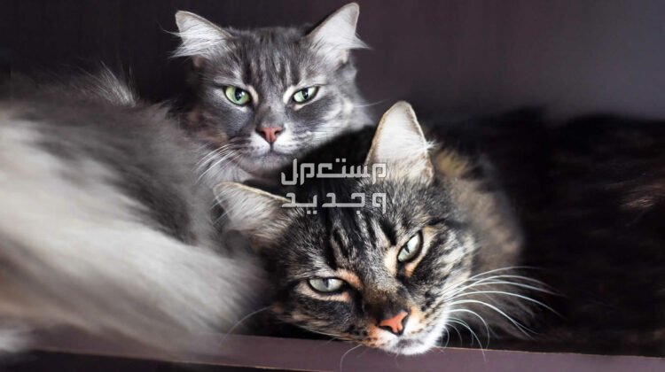 تعرف على كل ما يخص تزاوج قطط في السعودية قطط