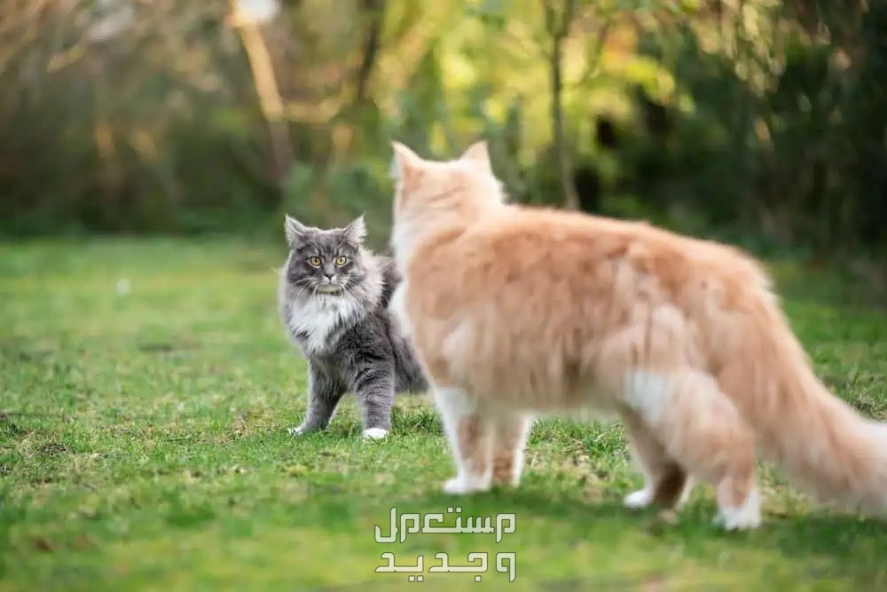 تعرف على كل ما يخص تزاوج قطط في السعودية قطط تستعد للتزاوج