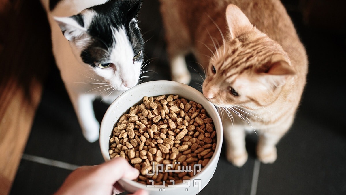 ماهي مستلزمات القطط التي لا غني عنها في اليَمَن طعام القطط