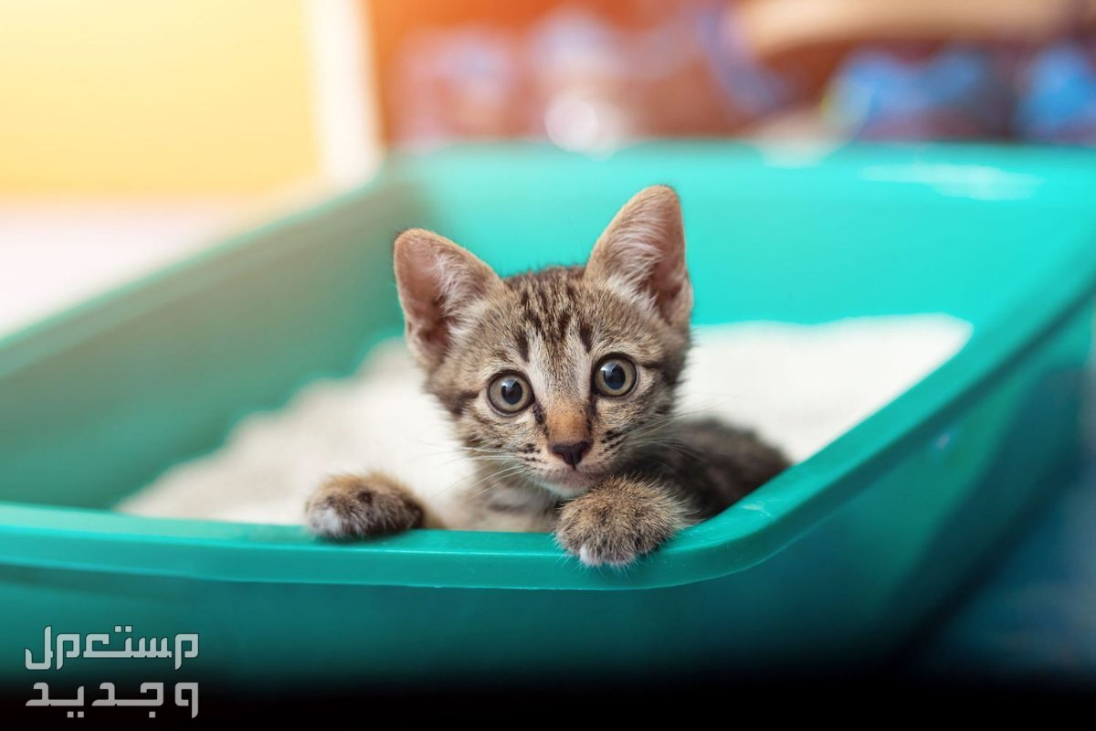 ماهي مستلزمات القطط التي لا غني عنها في ليبيا صندوق الفضلات