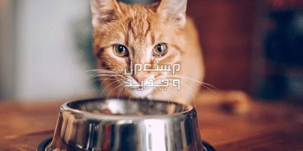 ماهي مستلزمات القطط التي لا غني عنها في الأردن وعاء الطعام للقطط