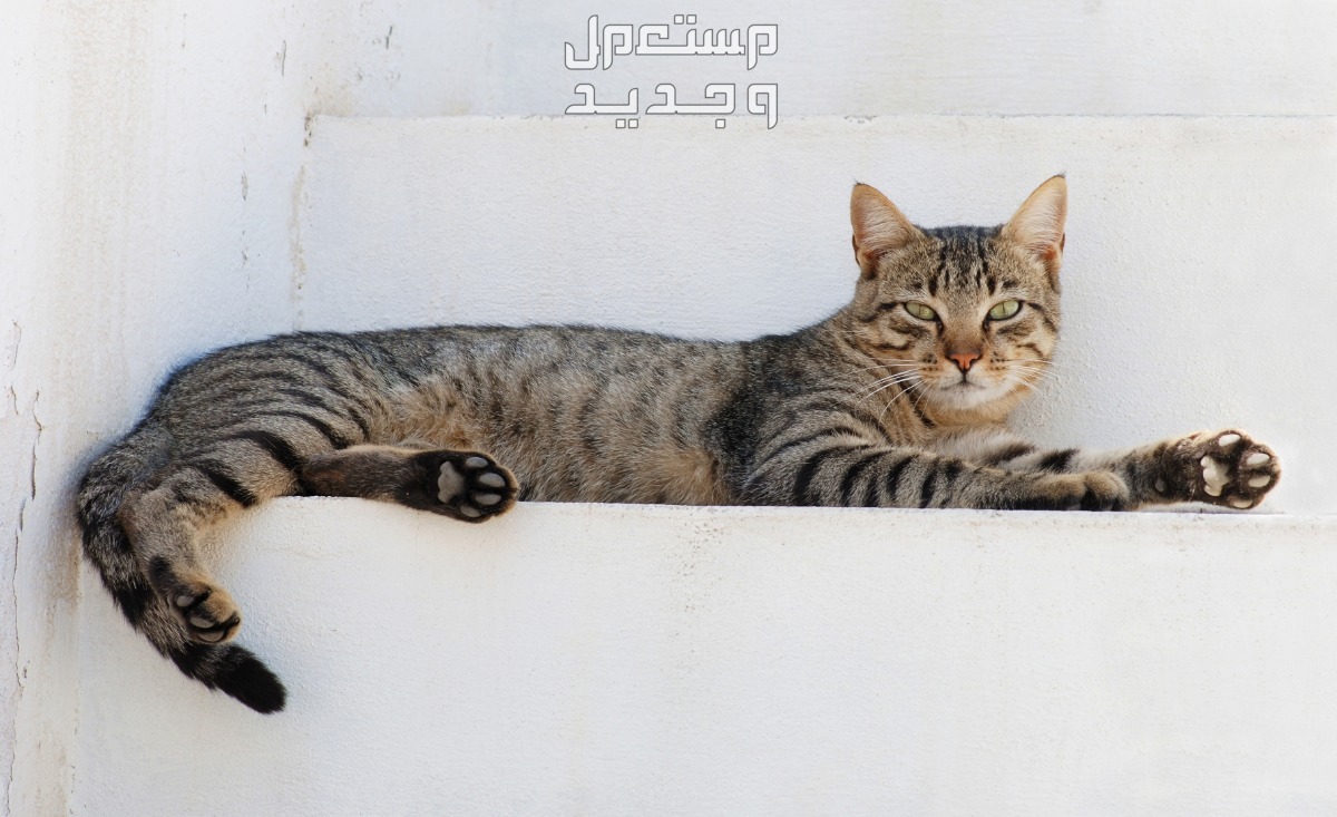 ماهي مستلزمات القطط التي لا غني عنها في الأردن قط بالغ
