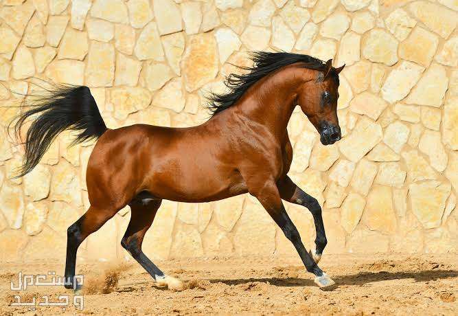 شاهد اشهر الخيول الأصيلة وأنواعها المختلفة في السعودية خيول عربية أصيلة