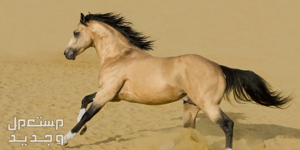 شاهد اشهر الخيول الأصيلة وأنواعها المختلفة في تونس خيول كوارتر الأمريكية