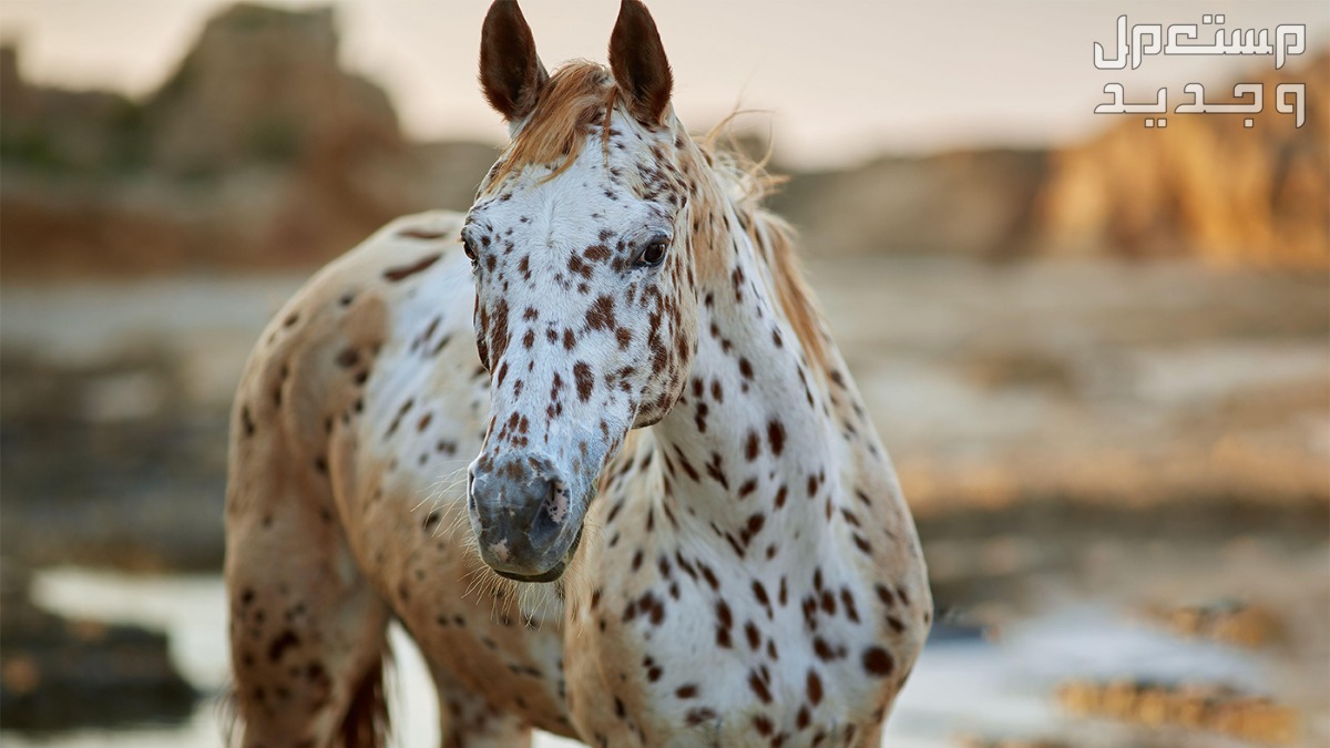 شاهد اشهر الخيول الأصيلة وأنواعها المختلفة في السعودية خيول أبالوزا