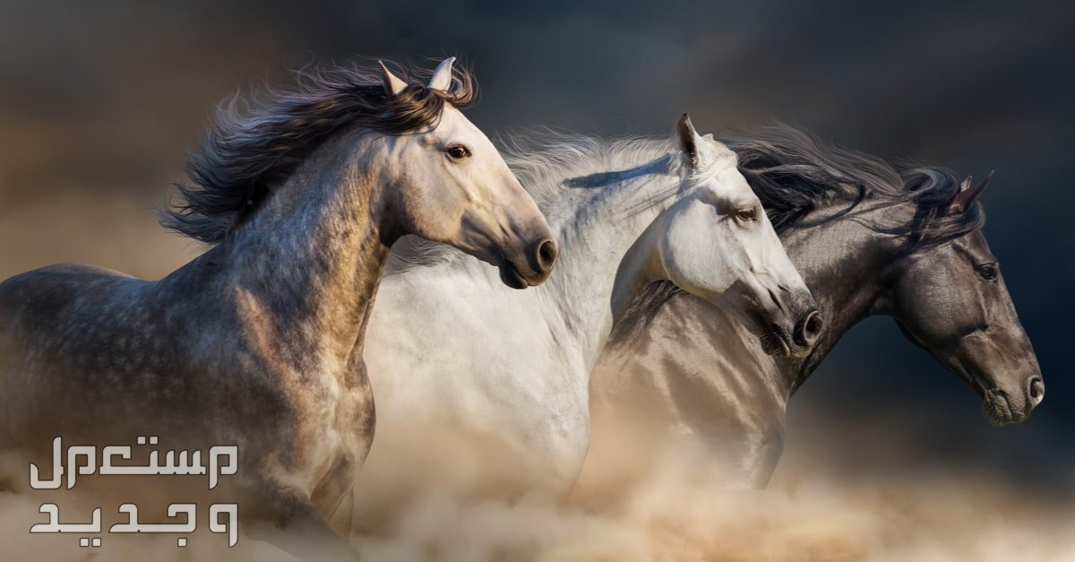 شاهد اشهر الخيول الأصيلة وأنواعها المختلفة في السعودية خيول متنوعة
