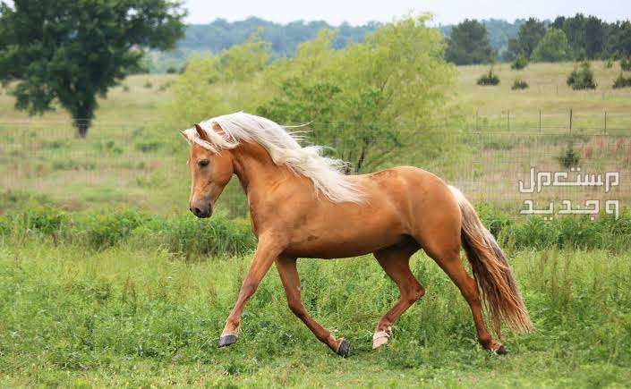 شاهد اشهر الخيول الأصيلة وأنواعها المختلفة في السعودية حصان أصيل