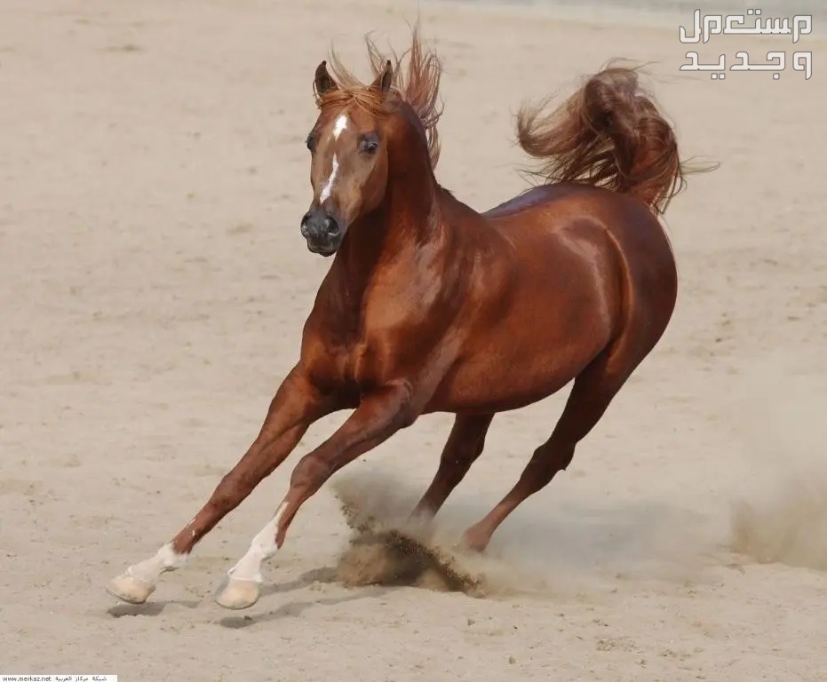 شاهد اشهر الخيول الأصيلة وأنواعها المختلفة في السعودية خيول مورغان